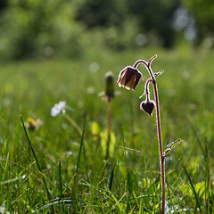 Image showing Blossom Water Avens in a green meadow