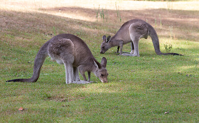 Image showing Kangaroos eating grass in late afternoon