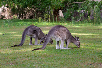 Image showing Two kangaroos eating grass 