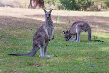 Image showing Two kangaroos on a grassy patch near bush land