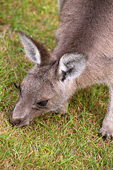 Image showing Kangaroo eating grass