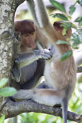 Image showing Nose-Monkey in Borneo