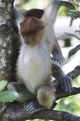 Image showing Nose-Monkey in Borneo