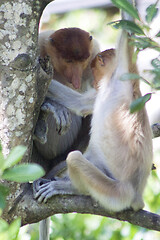 Image showing Nose-Monkey in Borneo