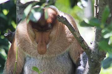 Image showing Nose-Monkey in Borneo