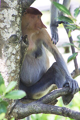 Image showing Nose-Monkey in Borneo