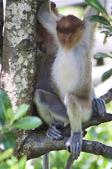 Image showing Nose-Monkey in Borneo