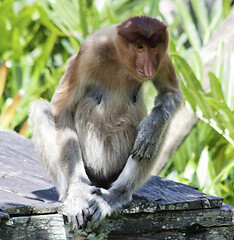 Image showing Nose-Monkey in Borneo