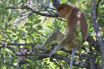 Image showing Nose-Monkey in Borneo