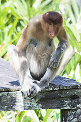 Image showing Nose-Monkey in Borneo