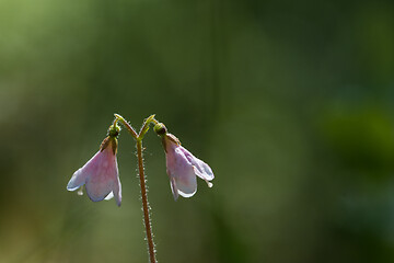 Image showing Macro image of a twinflower