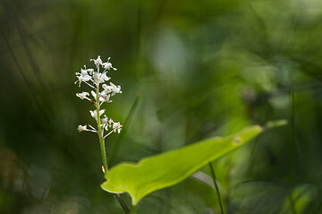 Image showing False lily of the valley close up