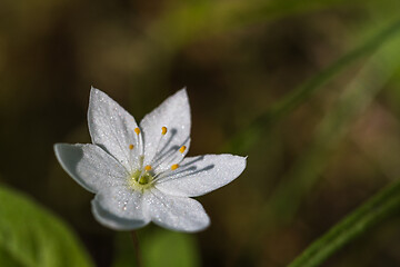 Image showing Artic Starflower close up