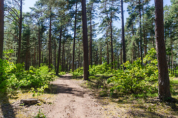 Image showing Sunlit footpath in a pine tree forest