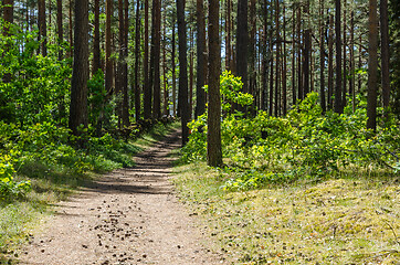 Image showing Path in a green pine tree forest