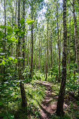 Image showing Footpath through a bright forest