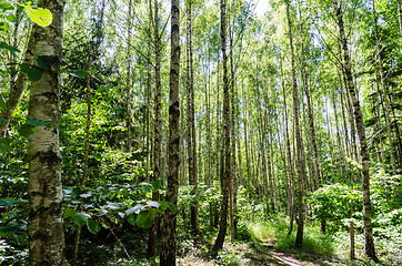 Image showing Through a bright green birch tree forest