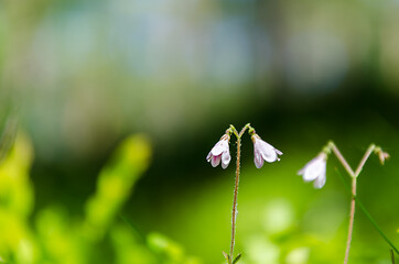 Image showing Twinflowers in green surroundings