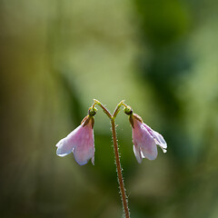 Image showing Twinflower close up