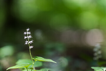 Image showing Close up of a False lily of the valley