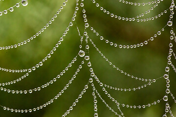 Image showing dew drops on spider web macro