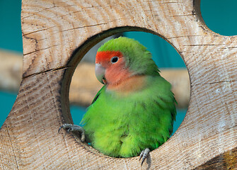 Image showing Lilian\'s lovebird green exotic parrot bird