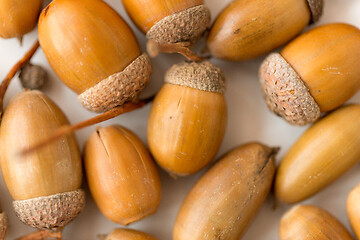 Image showing close up of acorns on white background