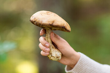 Image showing close up of female hand with mushroom in forest