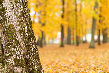 Image showing close up of tree trunk at autumn park