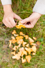 Image showing hands cleaning mushrooms by knife in forest
