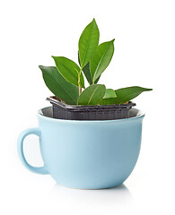 Image showing new ficus plant