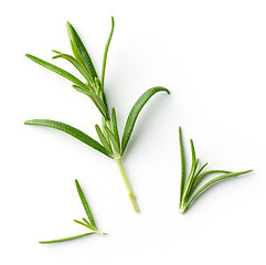 Image showing fresh green rosemary