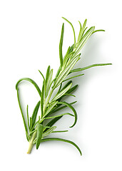 Image showing fresh green rosemary