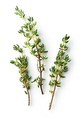 Image showing fresh thyme on white background