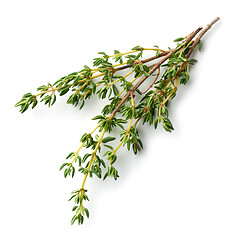 Image showing fresh thyme on white background