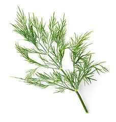 Image showing fresh dill leaves