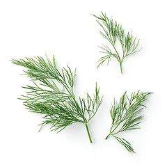 Image showing fresh dill leaves