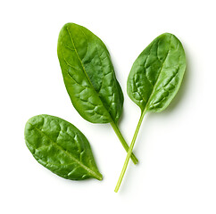 Image showing fresh spinach leaves