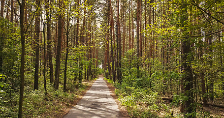 Image showing Walking way through the forest.