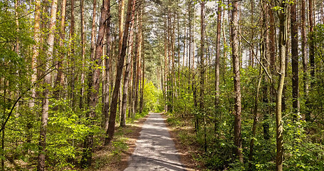 Image showing Walking route through the forest.