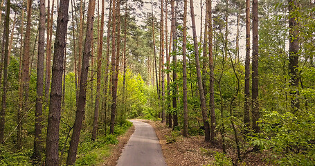 Image showing Asphalt forest road for walking.