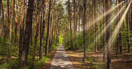 Image showing Pathway way through the forest.