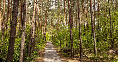 Image showing Walking road through the forest.