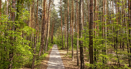 Image showing Forest road for walking.