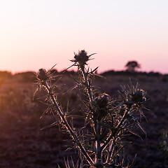 Image showing Thistle flower close up by the setting sun