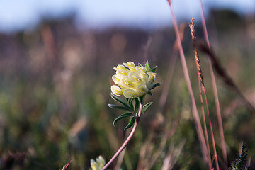 Image showing Yellow Kidney vetch flower close up