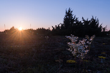 Image showing Dropwort close up by the setting sun