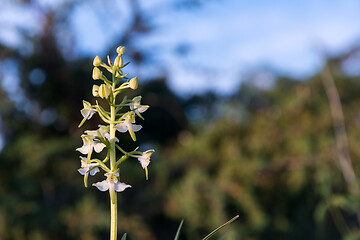 Image showing Greater Butterfly Orchid close up