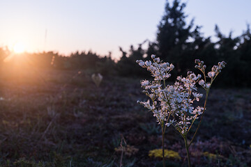 Image showing Blossom Dropwort close up by sunset