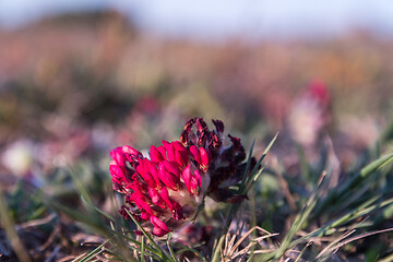 Image showing Purple Kidney vetch wildflower close up